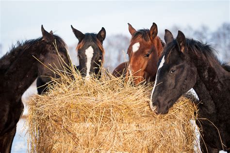 Horse eats hay - sound effect