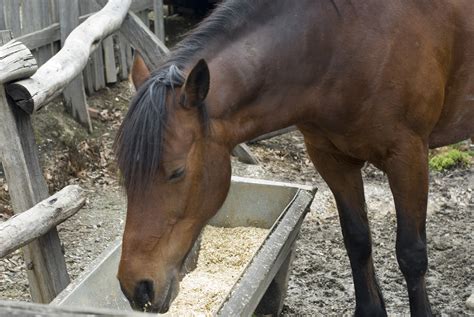 Horse eats grain from trough - sound effect