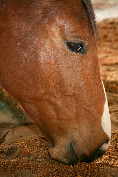 Horse eats grain from trough - sound effect