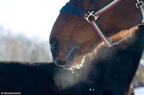Horse snorts (2) - sound effect