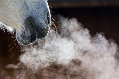 Horse snorts - sound effect