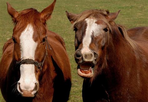 Horse neighs - sound effect