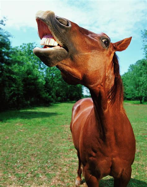 Horse neighs - sound effect