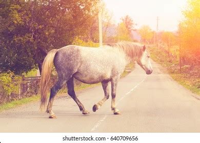 Horse galloping on asphalt - sound effect