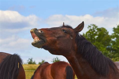 Horse walks and neighs - sound effect