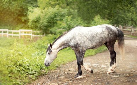 Horse walks around stable and snorts - sound effect