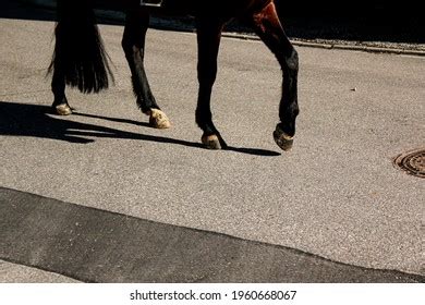 Horses hooves knock on the asphalt (city) - sound effect
