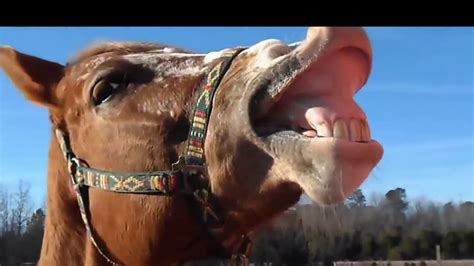 Horses slap their lips - sound effect