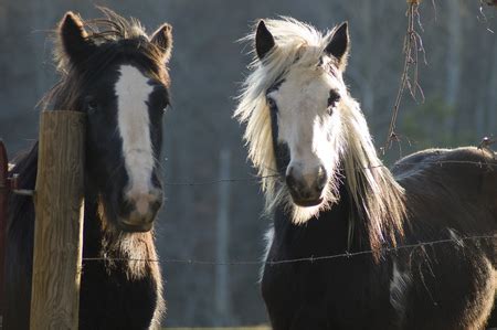 Horses waiting for food, restless - sound effect