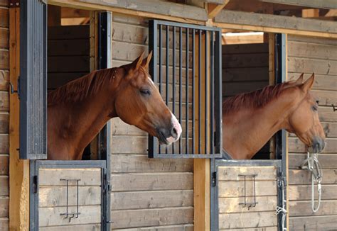 Horses walk in the stable - sound effect