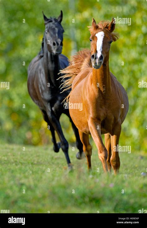 Horse gallop (2) - sound effect