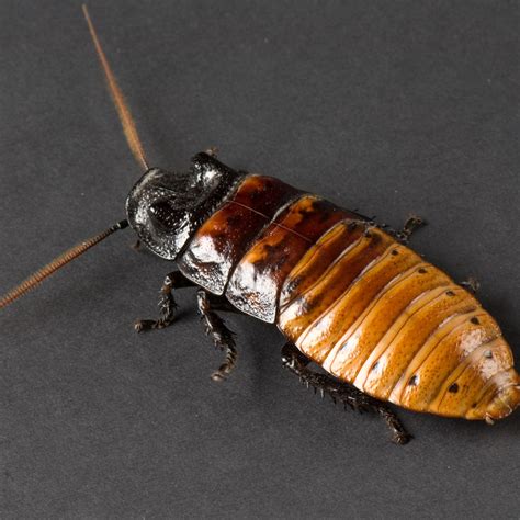 Madagascar cockroach hissing - sound effect