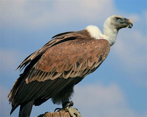 Vultures sound effects