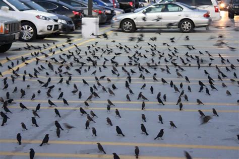 Lots of birds and traffic outside the city - sound effect