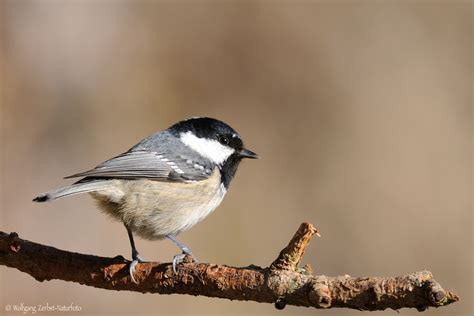 Parus ater - sound effect