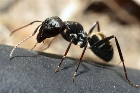 Ants - sound effect