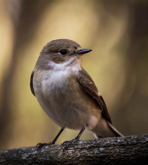 Ficedula hypoleuca - sound effect