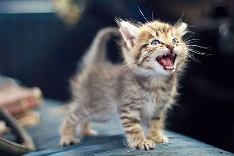 Meowing kittens - sound effect