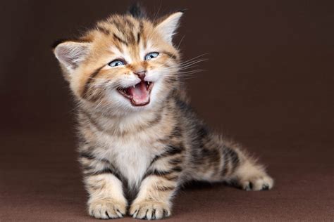 Meowing kitten - sound effect