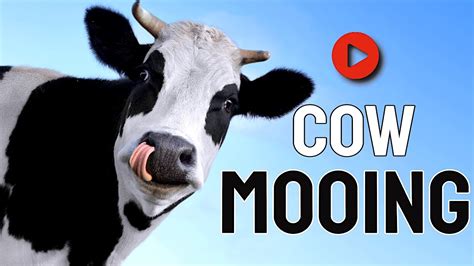 Cow mooing (2) - sound effect