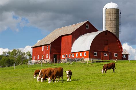 On the farm: roosters, cows, birds in the background - sound effect