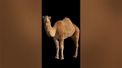 Low voice of a camel - sound effect