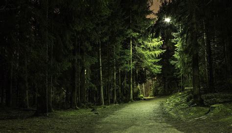 Night forest - sound effect
