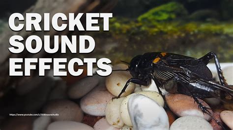 Night crickets (2) - sound effect