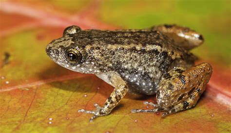 Night sounds of frogs