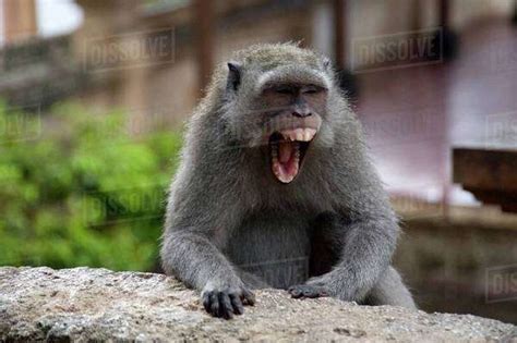 Monkey, a few screams - sound effect