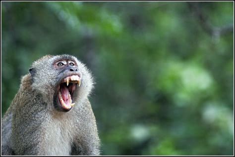 Monkey, a few screams - sound effect