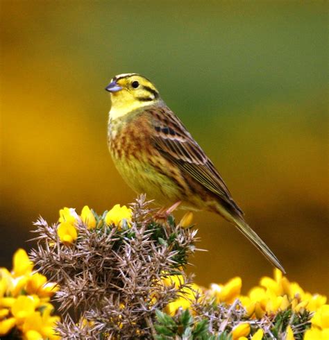 Emberiza citrinella - sound effect