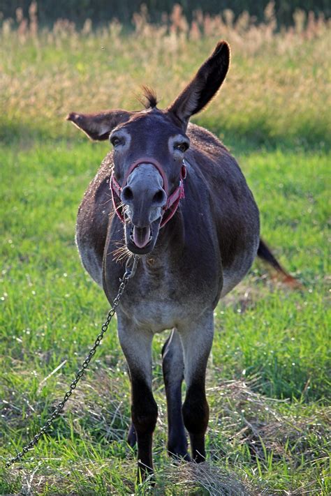 Donkey roar - sound effect