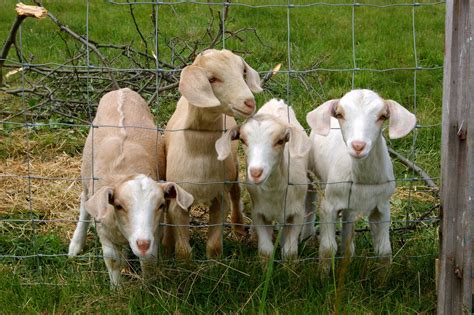 Sheep, goats, kids - sound effect