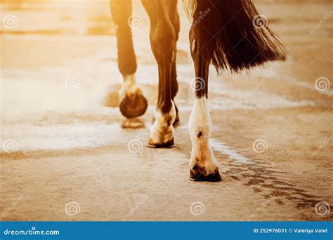 Pair of horses galloping on asphalt - sound effect