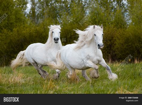 Pair of horses galloping on asphalt - sound effect