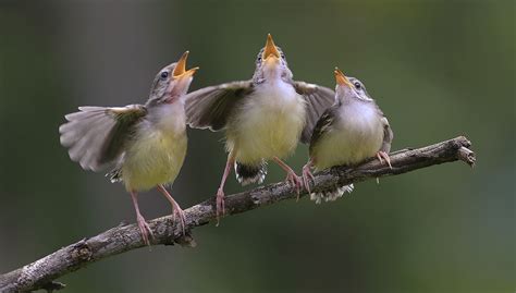 Singing of several birds - sound effect