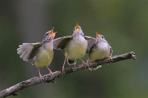 Singing of several birds - sound effect