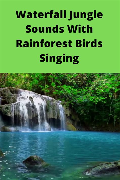 Birds singing in the background of a waterfall in the forest - sound effect