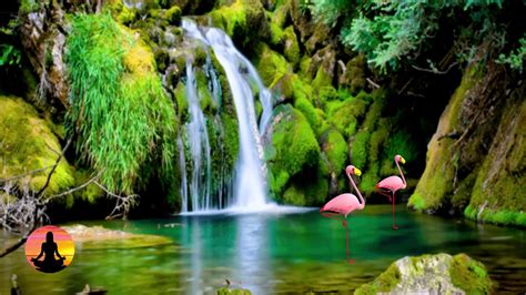 Birds singing in the background of a waterfall in the forest - sound effect