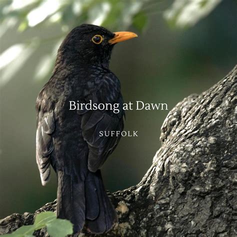 Birdsong at dawn - sound effect