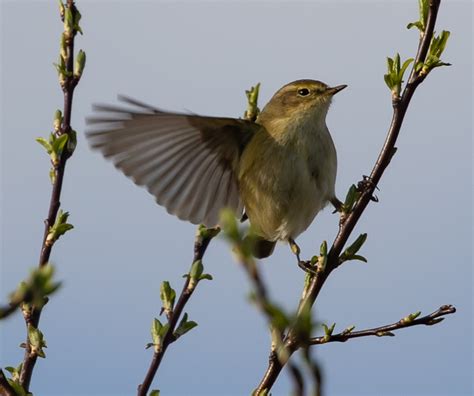 Phylloscopus collybita - sound effect