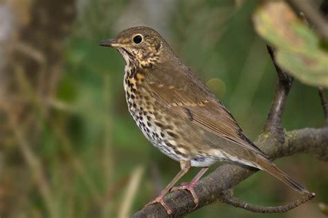 Turdus philomelos - sound effect