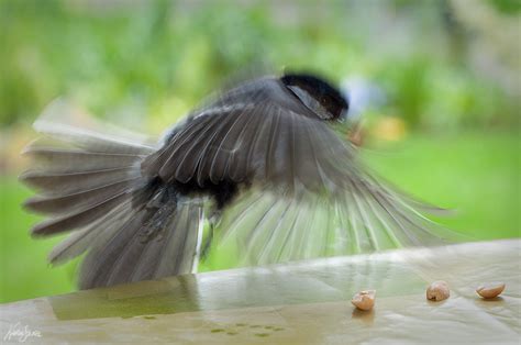 Flutter of birds - sound effect