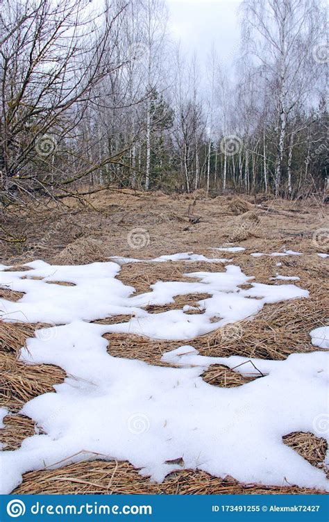 Warming, melting snow in the forest (loop) - sound effect