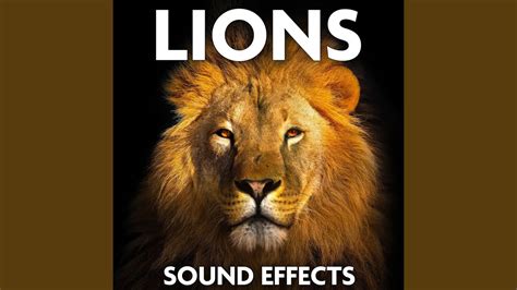 Pride of lions growls, wild cats - sound effect