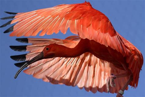 Bird beats its wings - sound effect