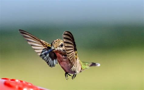 Bird beats its wings - sound effect