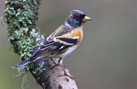 Bird brambling - sound effect