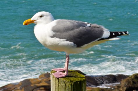 Seagull birds - sound effect